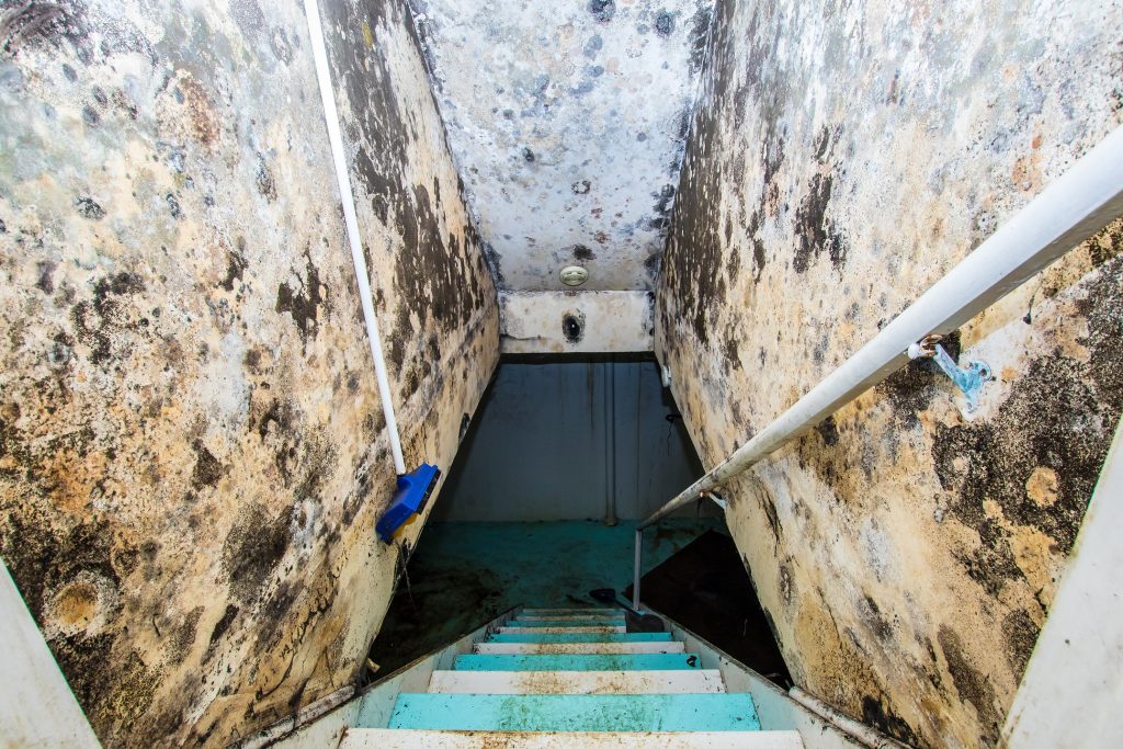 Mold Remediation in Cape Coral